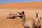 Из Аджмана: сафари ранним утром - как просыпается пустыня