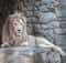Сафари-парк львов «Тайган»
