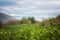 Дары Мацесты: чайные плантации, ферма «Экзархо»