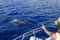 Морская прогулка и встреча с дельфинами