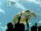 Гранд Аквариум: Красное море за стеклом
