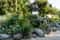 Блистательная Массандра и Никитский ботанический сад