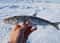 Зима на Сахалине с подлёдной рыбалкой