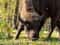 Приокско-террасный заповедник - страусиная ферма