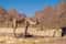 Катание на багги по Аравийской пустыне индивидуально