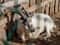 Хаски и олени: экскурсия в карельский питомник
