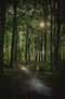 Мистическая экскурсия: «Ведьмин лес»