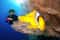 Дайвинг в Хургаде - красоты подводного мира Красного моря