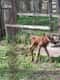 Большое спасибо, Марина. Экскурсия на лосиную ферму очень необычная. От лосят исходит очень тёплая энергетика. Служащие